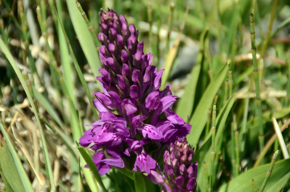 16 Purple Lupine Flower At Kulquin Bulak Camp In Shaksgam Valley On Trek To Gasherbrum North Base Camp In China